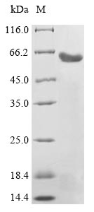 Greater than 90% as determined by SDS-PAGE.Recombinant Human Leucine-Rich Repeat-Containing G-Protein Coupled Receptor 5 (LGR5) Protein (His&myc)