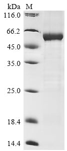 Greater than 85% as determined by SDS-PAGE.Recombinant Human Leucine-Rich Repeat-Containing G-Protein Coupled Receptor 5 (LGR5) Protein (His)