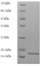 Greater than 90% as determined by SDS-PAGE.Recombinant Bovine Lutropin Subunit Beta (LHB) Protein (His)