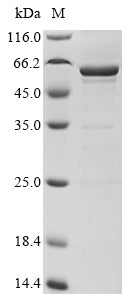 Greater than 85% as determined by SDS-PAGE.