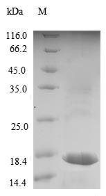 Greater than 90% as determined by SDS-PAGE.