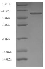 Greater than 90% as determined by SDS-PAGE.Recombinant Rat Lutropin-Choriogonadotropic Hormone Receptor (LHCGR) Protein (His-SUMO)