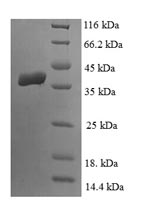 Greater than 90% as determined by SDS-PAGE.