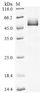 Greater than 85% as determined by SDS-PAGE.