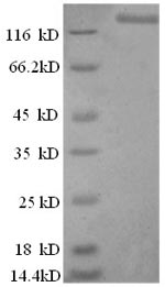 Greater than 90% as determined by SDS-PAGE.
