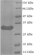 Greater than 90% as determined by SDS-PAGE.Recombinant Human Leukocyte Immunoglobulin-Like Receptor Subfamily A Member 5 (LILRA5) Protein (His)