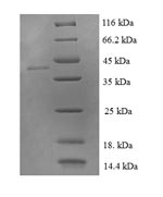 Greater than 90% as determined by SDS-PAGE.