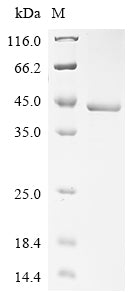 Greater than 90% as determined by SDS-PAGE.