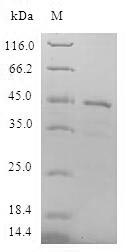 Greater than 90% as determined by SDS-PAGE.Recombinant Human Lipopolysaccharide-Induced Tumor Necrosis Factor-Alpha Factor (LITAF) Protein (GST)
