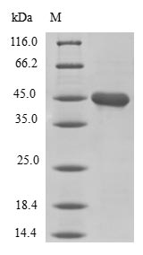 Greater than 90% as determined by SDS-PAGE.
