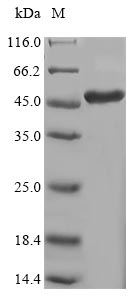 Greater than 85% as determined by SDS-PAGE.Recombinant Human Protein-Lysine 6-Oxidase (LOX) Protein (His-SUMO&Myc)