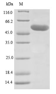Greater than 85% as determined by SDS-PAGE.Recombinant Human Lysyl Oxidase Homolog 1 (LOXL1)