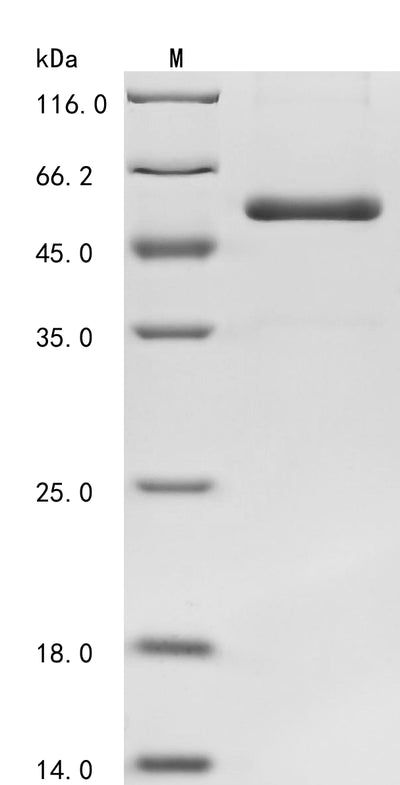 Greater than 85% as determined by SDS-PAGE.Recombinant Human Lysyl Oxidase Homolog 1 (LOXL1) Protein (His)