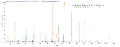 Based on the SEQUEST from database of E.coli host and target protein, the LC-MS/MS Analysis result of this product could indicate that this peptide derived from E.coli-expressed Mus musculus (Mouse) Loxl1.