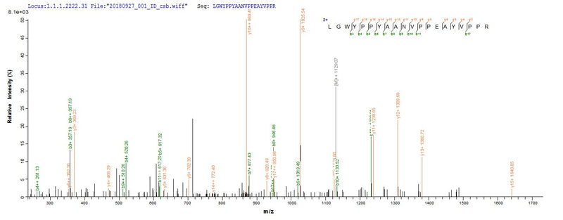 Based on the SEQUEST from database of E.coli host and target protein, the LC-MS/MS Analysis result of this product could indicate that this peptide derived from E.coli-expressed Mus musculus (Mouse) Loxl1.