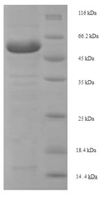 Greater than 90% as determined by SDS-PAGE.