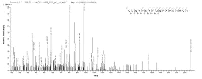 Based on the SEQUEST from database of E.coli host and target protein, the LC-MS/MS Analysis result of this product could indicate that this peptide derived from E.coli-expressed Mus musculus (Mouse) Loxl2.Recombinant Mouse Lysyl Oxidase Homolog 2 (LOXL2) Protein (His)