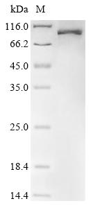 Greater than 90% as determined by SDS-PAGE.Recombinant Human Lysyl Oxidase Homolog 3 (LOXL3) Protein (His&Myc)