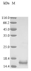 Greater than 85% as determined by SDS-PAGE.Recombinant Human Lysophosphatidic Acid Receptor 3 (LPAR3) Protein (His&Myc)