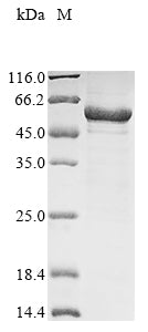 Greater than 90% as determined by SDS-PAGE.Recombinant Mouse Lipoprotein Lipase (LPL) Protein (His&Myc)