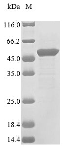 Greater than 85% as determined by SDS-PAGE.Recombinant Mouse Lipoprotein Lipase (LPL)