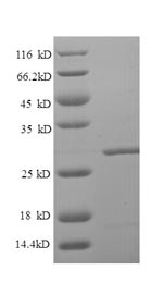 Greater than 90% as determined by SDS-PAGE.