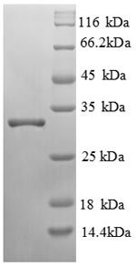 Greater than 90% as determined by SDS-PAGE.