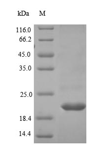 Greater than 90% as determined by SDS-PAGE.
