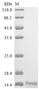 Greater than 90% as determined by SDS-PAGE.Recombinant Mouse Alpha-2-Macroglobulin Receptor-Associated Protein (LRPAP1)