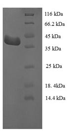 Greater than 90% as determined by SDS-PAGE.