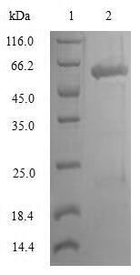Greater than 90% as determined by SDS-PAGE.