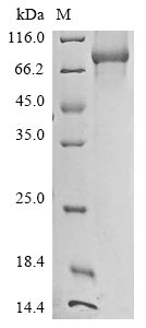 Greater than 85% as determined by SDS-PAGE.Recombinant Human Lanosterol Synthase (LSS) Protein (His)