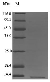 Greater than 85% as determined by SDS-PAGE.Recombinant Human Leukocyte-Specific Transcript 1 Protein (LST1) Protein (His)
