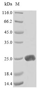 Greater than 85% as determined by SDS-PAGE.Recombinant Mouse Lymphotoxin-Alpha (LTA) Protein (His&Myc)