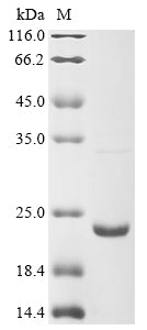 Greater than 85% as determined by SDS-PAGE.Recombinant Mouse Lymphotoxin-Alpha (LTA) Protein (His)