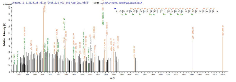 Based on the SEQUEST from database of E.coli host and target protein, the LC-MS/MS Analysis result of this product could indicate that this peptide derived from E.coli-expressed Mus musculus (Mouse) Lum.Recombinant Mouse Lumican (LUM) Protein (His&Myc)