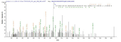 Based on the SEQUEST from database of E.coli host and target protein, the LC-MS/MS Analysis result of this product could indicate that this peptide derived from E.coli-expressed Mus musculus (Mouse) Lum.Recombinant Mouse Lumican (LUM) Protein (His&Myc)