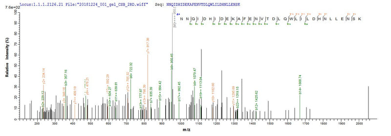 Based on the SEQUEST from database of E.coli host and target protein, the LC-MS/MS Analysis result of this product could indicate that this peptide derived from E.coli-expressed Mus musculus (Mouse) Lum.Recombinant Mouse Lumican (LUM) Protein (His&Myc)