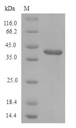 Greater than 90% as determined by SDS-PAGE.