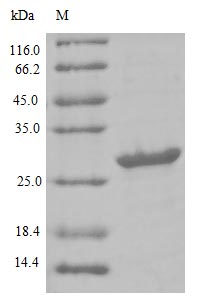 Greater than 85% as determined by SDS-PAGE.Recombinant Human Lymphocyte Antigen 6 Complex Locus Protein G6D (LY6G6D) Protein (His-B2M)