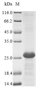 Greater than 90% as determined by SDS-PAGE.Recombinant Mouse Lymphocyte Antigen 75 (LY75) Protein (His)