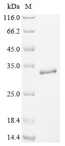 Greater than 90% as determined by SDS-PAGE.Recombinant Human Lymphocyte Antigen 86 (LY86) Protein (His-SUMO)