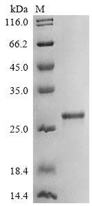Greater than 90% as determined by SDS-PAGE.