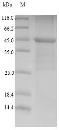 Greater than 90% as determined by SDS-PAGE.Recombinant Human Lymphocyte Antigen 96 (LY96) Protein (His-GST&Myc)