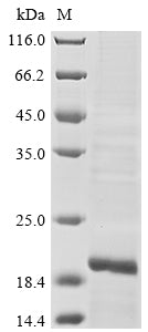 Greater than 85% as determined by SDS-PAGE.Recombinant Human Lymphocyte Antigen 96 (LY96) Protein (His)