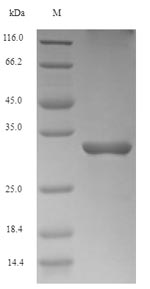 Greater than 90% as determined by SDS-PAGE.