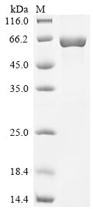 Greater than 90% as determined by SDS-PAGE.Recombinant Human Tyrosine-Protein Kinase Lyn (LYN) Protein (His)