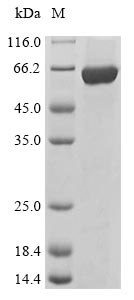 Greater than 85% as determined by SDS-PAGE.Recombinant Mouse Tyrosine-Protein Kinase Lyn (LYN) Protein (His&Myc)