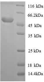 Greater than 90% as determined by SDS-PAGE.