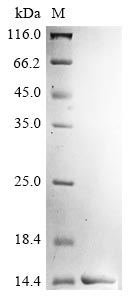 Greater than 85% as determined by SDS-PAGE.Recombinant Chicken Lysozyme C (LYZ)